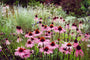 Sonnenhut - Echinacea purpurea 'Leuchtstern'