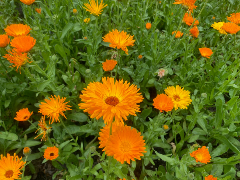 DCM Blumenmischungen - für Nützlinge - Blumensamen für 10m2