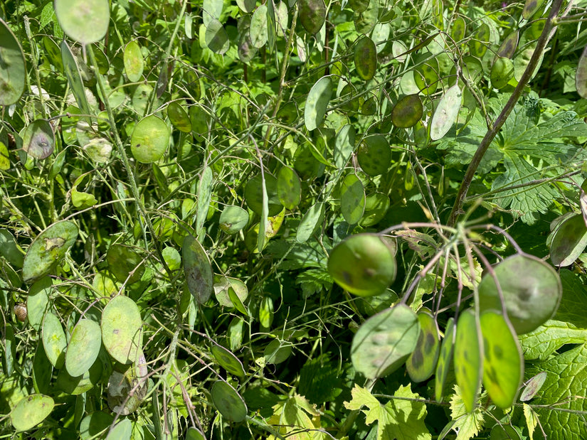 Garten-Judas-Medaille - Lunaria annua