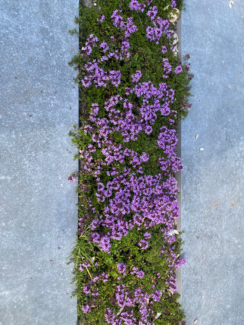 Kriechender Thymian - Thymus praecox 'Coccineus' (auch pro/m2)