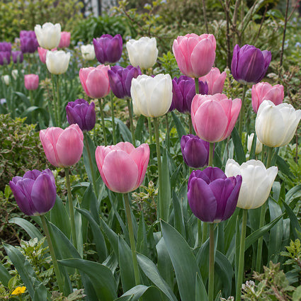Krokus Botanische Mischfarben – 180 Blumenzwiebeln