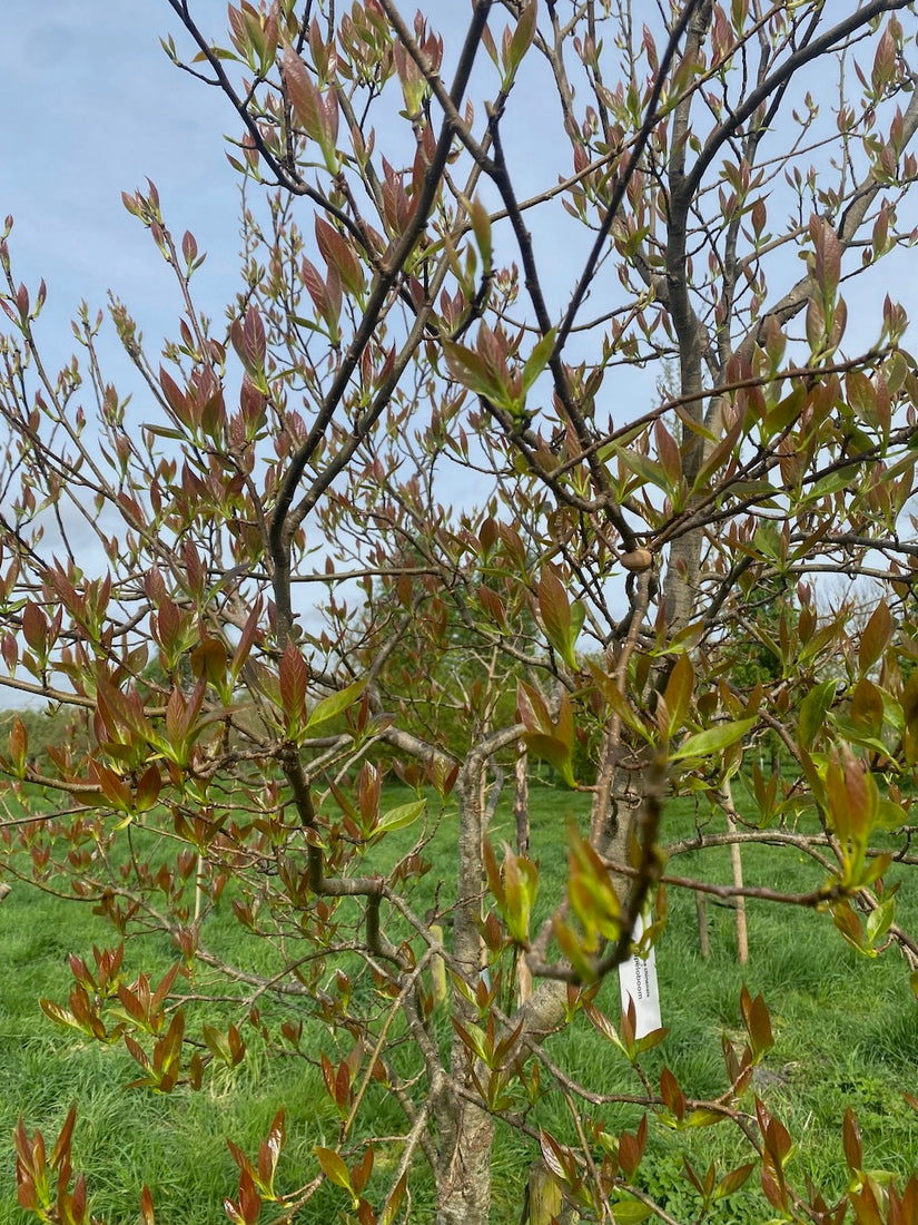 Schwarzer Tupelobaum - Nyssa Sylvatica 'Wildfire'