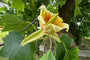 Amerikanischer Tulpenbaum - Liriodendron tulipifera