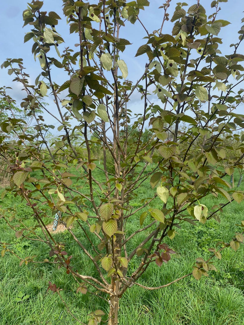 Vane Tree - Davidia involucrata - Säulenbaum