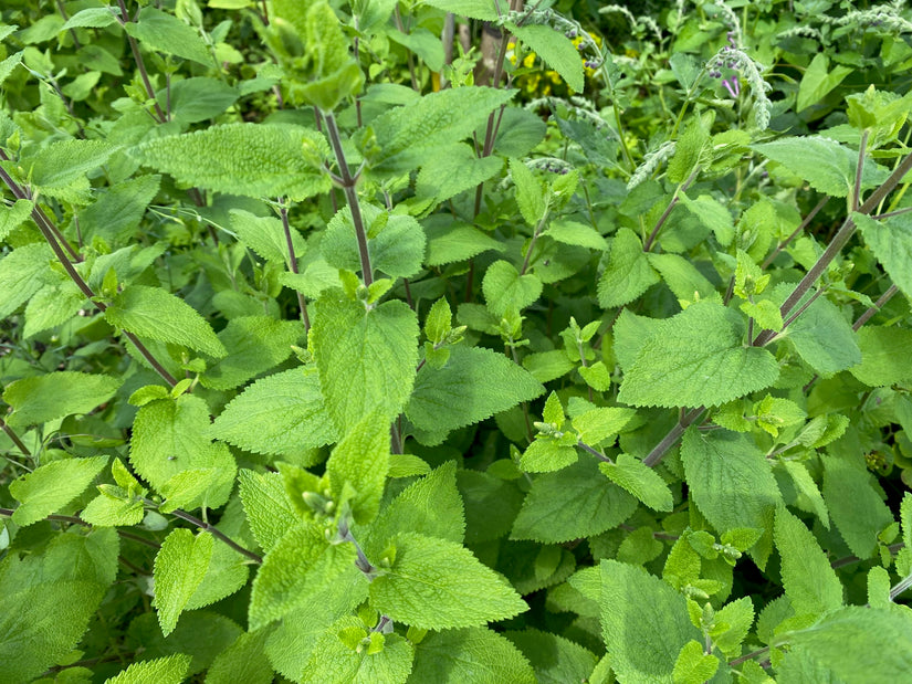 Falscher Salbei - Teucrium scorodonia 'Crispum'