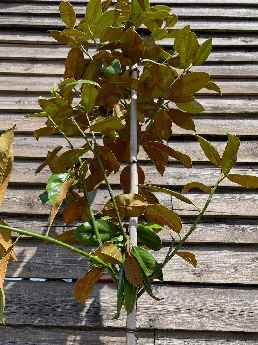 Biberbaum - Magnolia grandiflora Hochstämmiger Baum