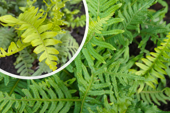 Gemeiner Polypodium vulgare (immergrüner Farn)