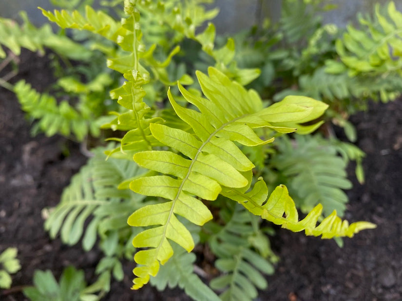 Gewöhnlicher Eichenfarn - Polypodium vulgare