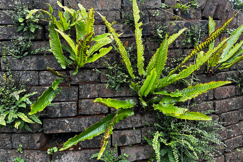 Bio-Zungenfarn – Asplenium Scolopendrium