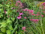 Wilde vaste planten border met Rode spoorbloem, Zonnehoed 'Echinacea', Vuurpijl Kniphofia, Daglelie Hemerocallis,duizendknoop Persicaria Darjeeling red, Zonnekruid Helenium