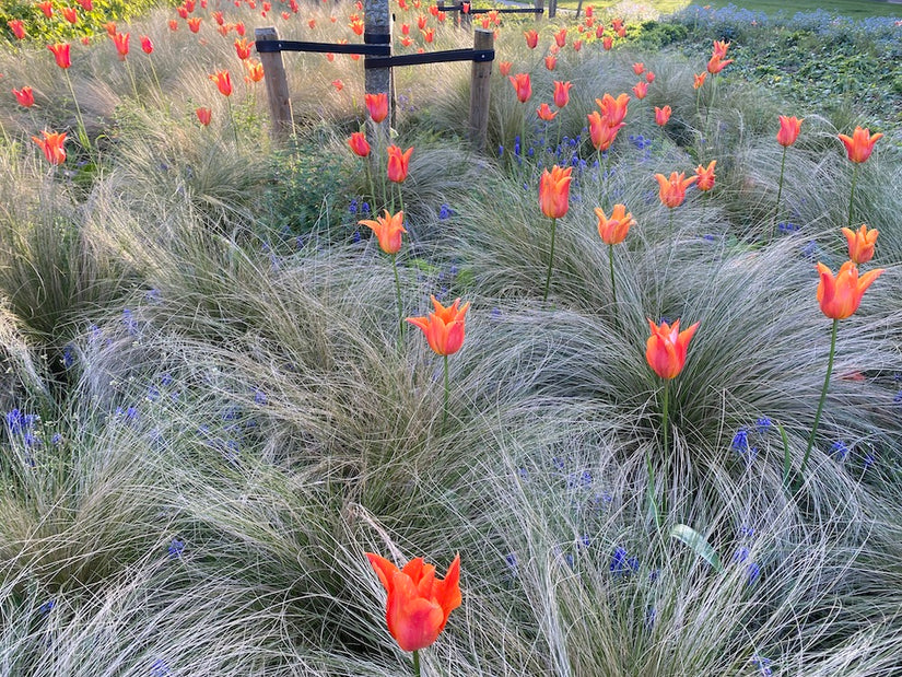 Federgras – Stipa Tenuifolia „Ponytails“ TIPP