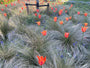 Federgras – Stipa Tenuifolia „Ponytails“ TIPP