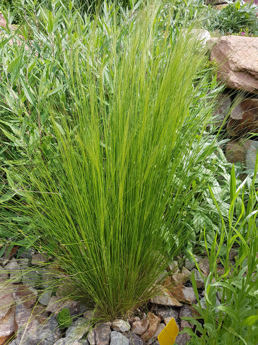 Bio-Federgras – Stipa tenacissima