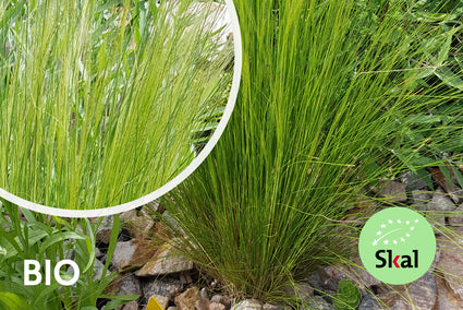 Bio-Federgras – Stipa tenacissima