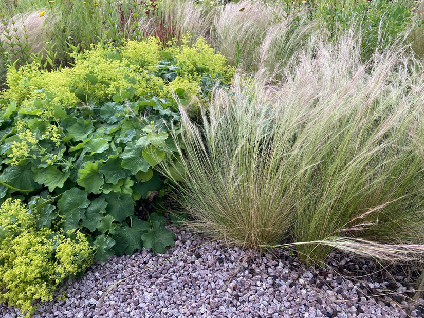 Federgras – Stipa Tenuifolia „Ponytails“ TIPP