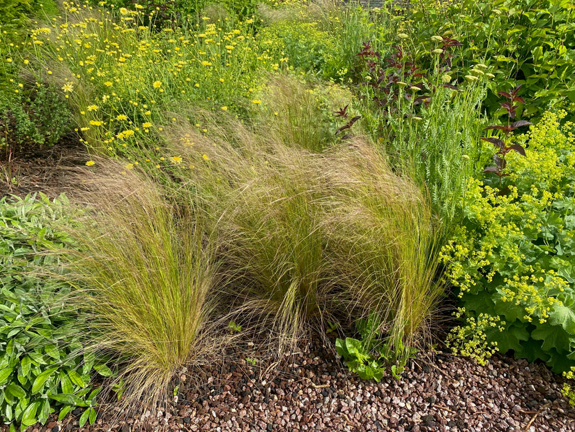 Federgras – Stipa Tenuifolia „Ponytails“ TIPP