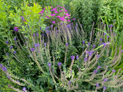 Feldsalbei - Salvia Pratensis