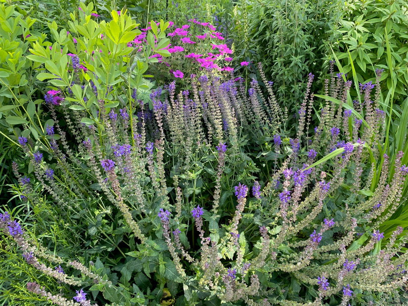 Feldsalbei - Salvia Pratensis