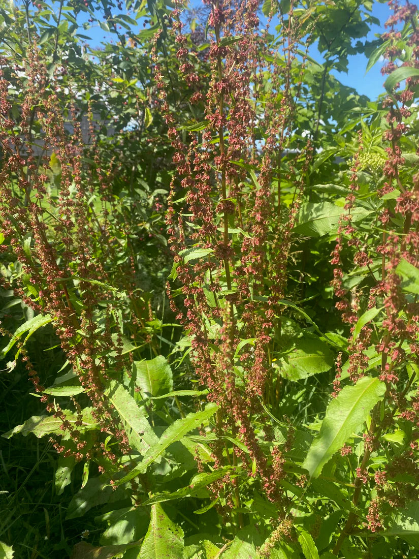 Bio-Sauerampfer - Rumex acetosa