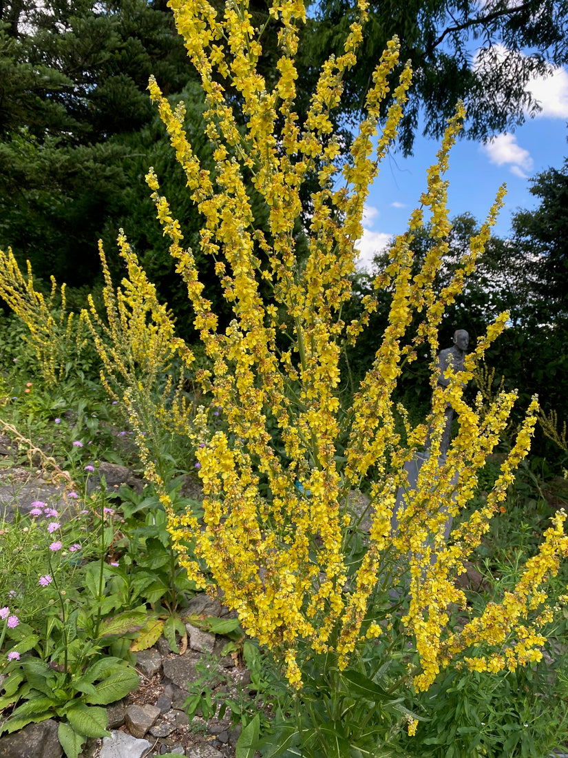 Fackel - Verbascum olympicum