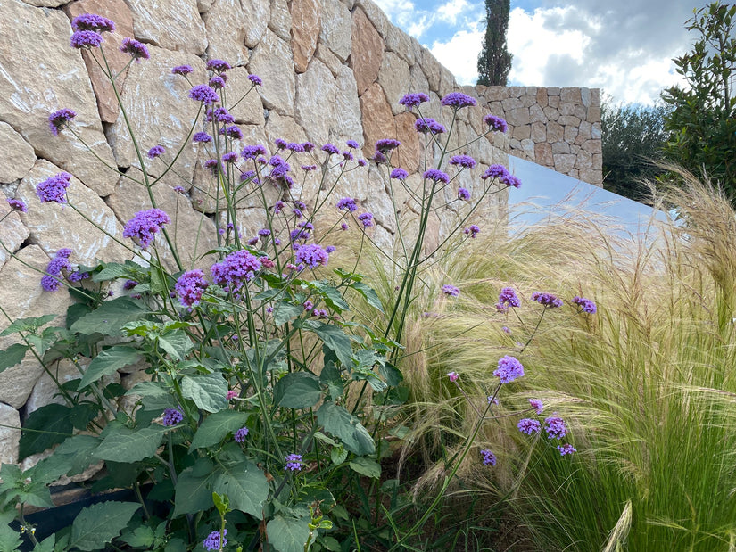 Eisenkraut - Verbena Bonariensis TIPP