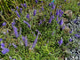 Ehrenpreis - Veronica spicata 'Ulster Dwarf Blue'