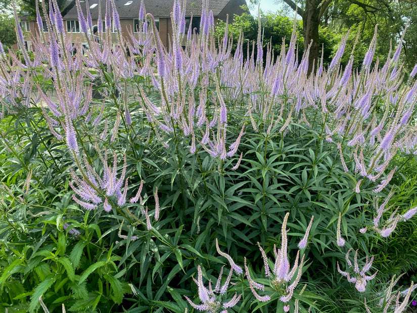 Langer Ehrenpreis - Veronica longifolia 'Blauriesin'