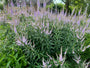 Langer Ehrenpreis - Veronica longifolia 'Blauriesin'