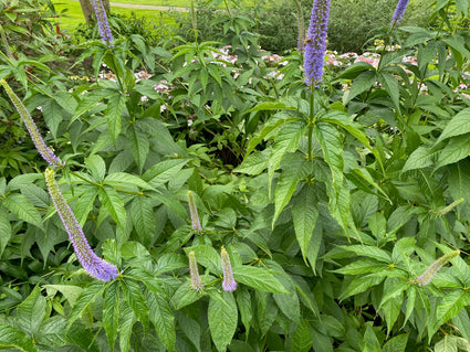 Schwarzer Ehrenpreis - Veronicastrum virginicum var. Sibiricum