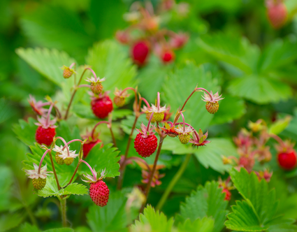 Walderdbeere - Fragaria vesca