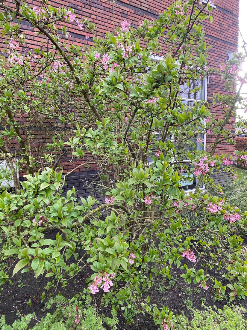 Schneeball - Viburnum x bodnantense 'Dawn'