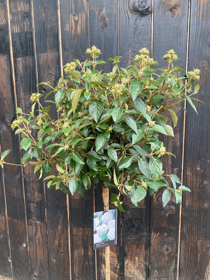 Schneeball am Stiel - Viburnum 'Eskimo' halber Stiel 120 cm