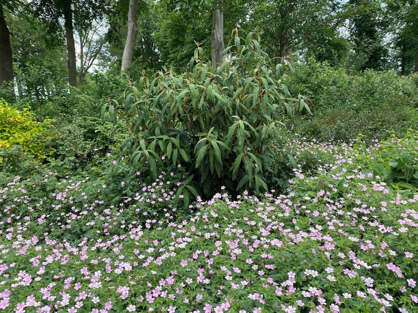 viburnum met endressi geraniums