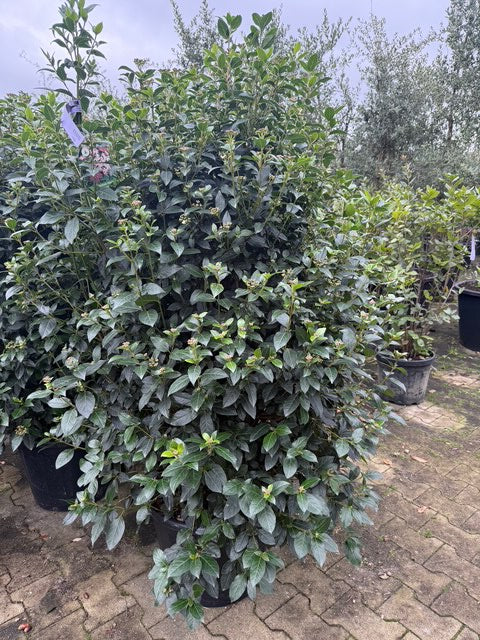 viburnum tinus in c45 pot