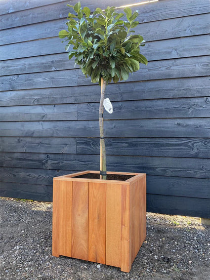 Quadratischer Pflanzkübel FSC Hartholz 40x40x40 cm
