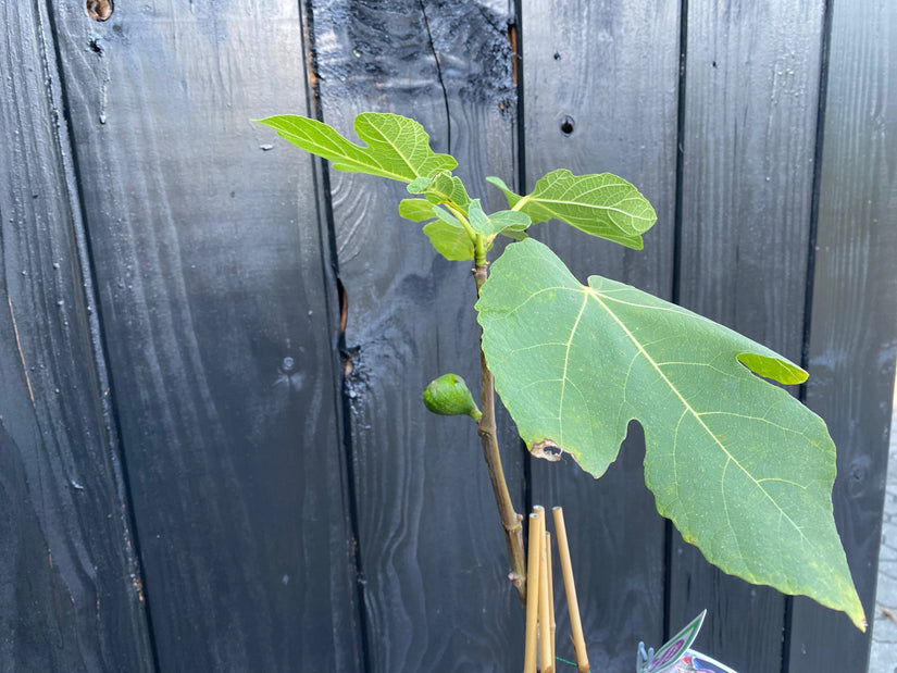 blad en beginnende vrucht vijg ficus carica