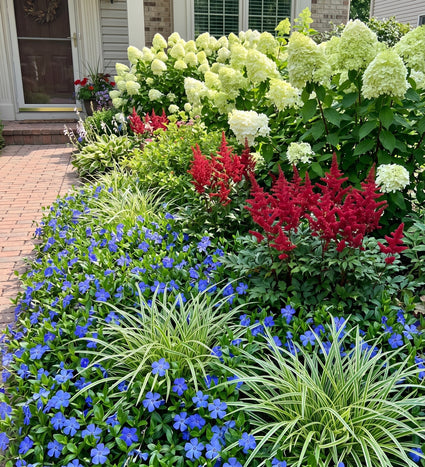 vinca minor combineren met zegge carex ice dance, astilbe fanal en pluimhortensia lime light 