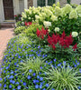 vinca minor combineren met zegge carex ice dance, astilbe fanal en pluimhortensia lime light 