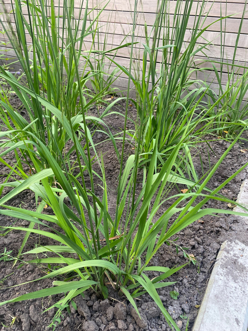 Fingergras - Panicum virgatum 'Northwind'