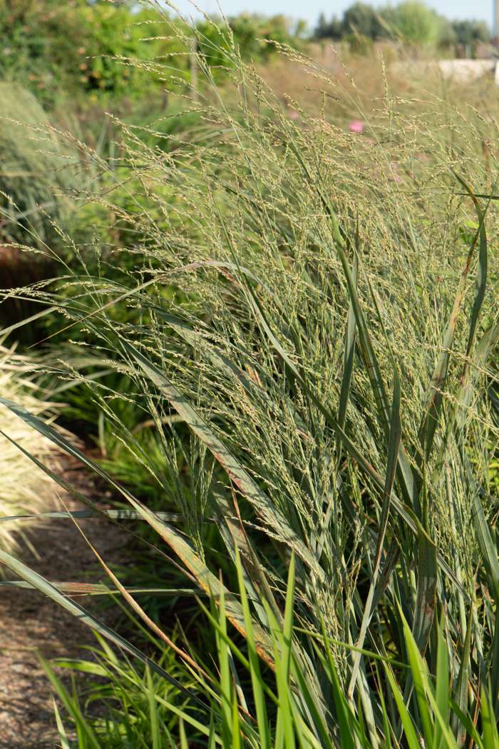 Fingergras - Panicum virgatum 'Northwind'