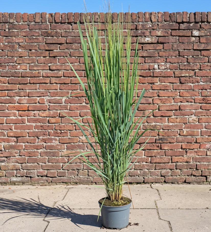 Fingergras (Hohe Art 200 cm, Grün) - Panicum virgatum 'Northwind'
