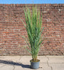 Fingergras (Hohe Art 200 cm, Grün) - Panicum virgatum 'Northwind'