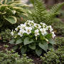 Veilchen (Weiß) - Viola odorata 'Alba'