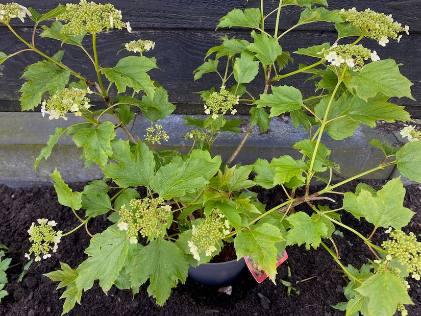 Schneeballrose - Viburnum opulus 'Compactum'