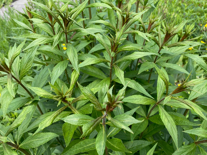 Schwarzer Ehrenpreis - Veronicastrum virginicum 'Album'