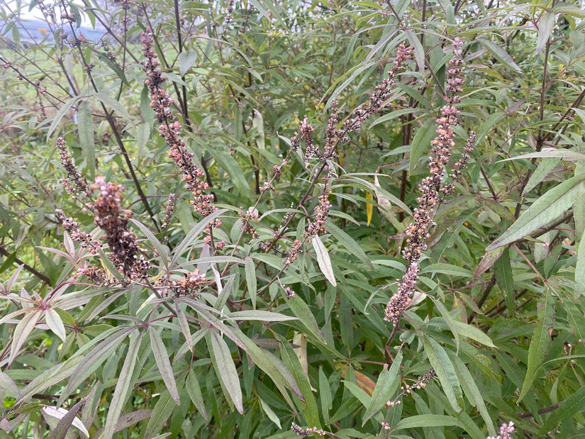 Mönchspfeffer - Vitex agnus castus