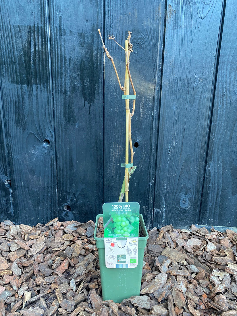foto winterbeeld bio druif jonge plant