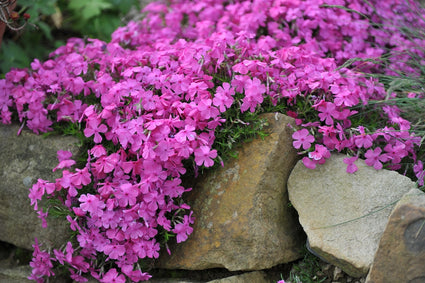 Flammenblumen-Phlox 'Rose Cushion'