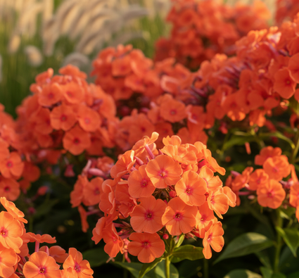 Phlox (Höhe 100 cm, Orange) - Phlox paniculata 'Orange Perfection'
