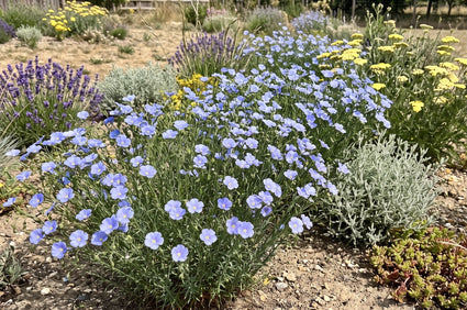 Mehrjähriger Flachs - Linum perenne